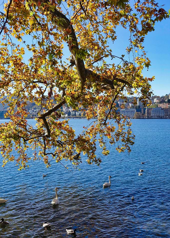 Swans Under Tree