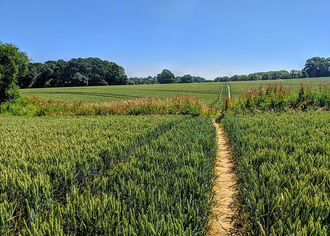 Summer Fields