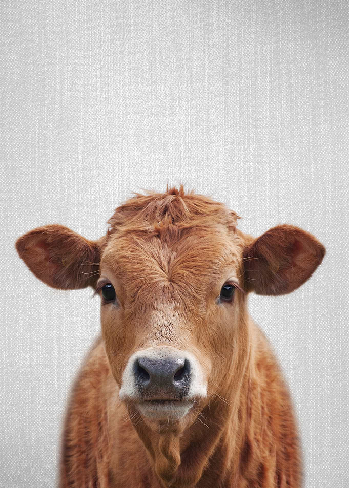 Cow Colorful