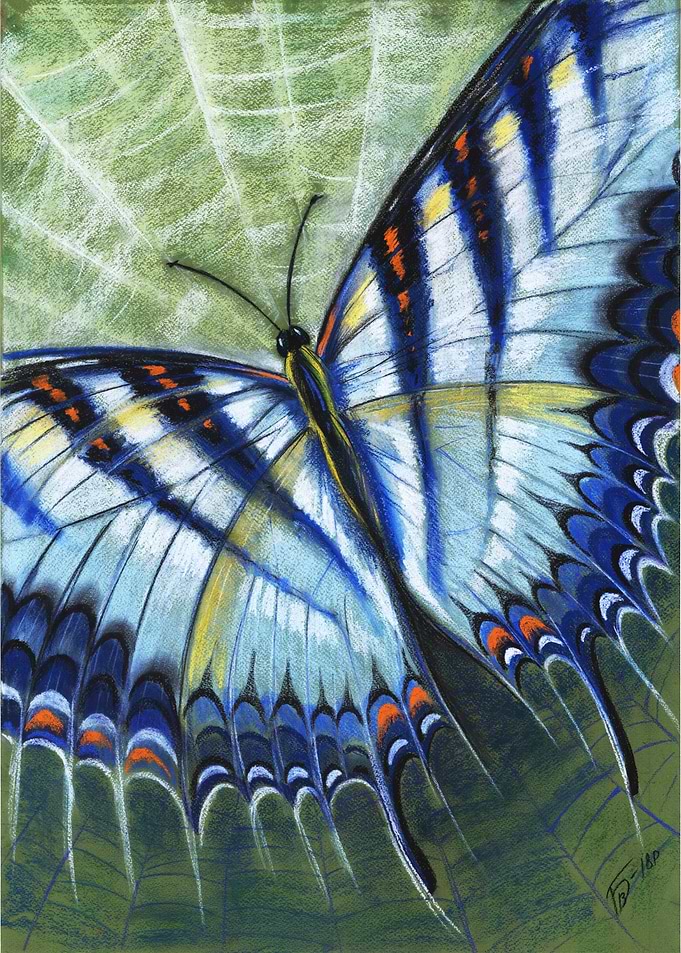 Butterfly Designs 4