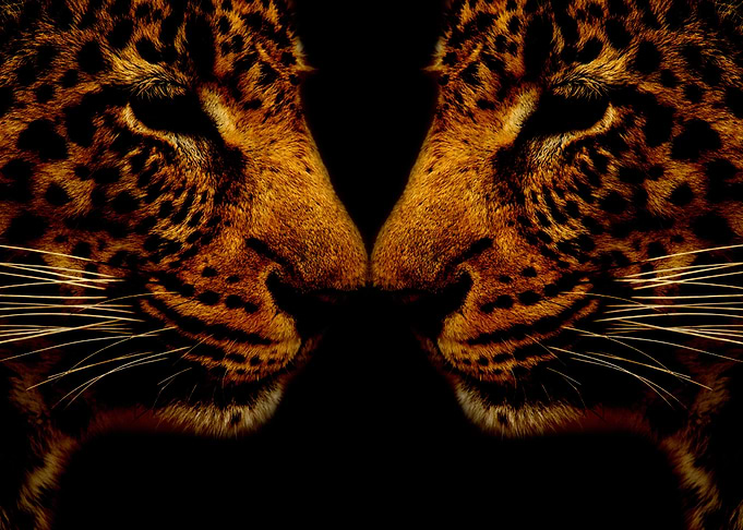 Leopard in a mirror
