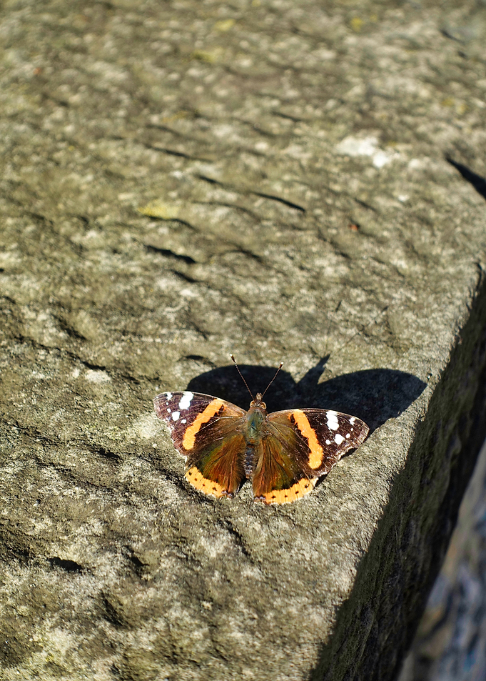 Little Butterfly