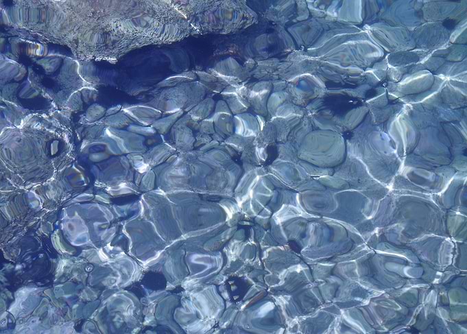 Sea urchins in the sea