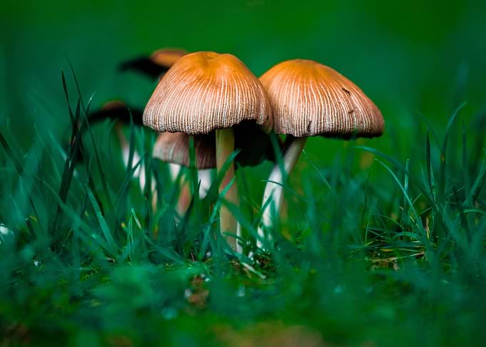 Nature in color