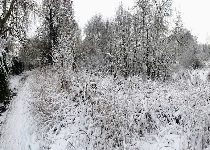 Common Winter
