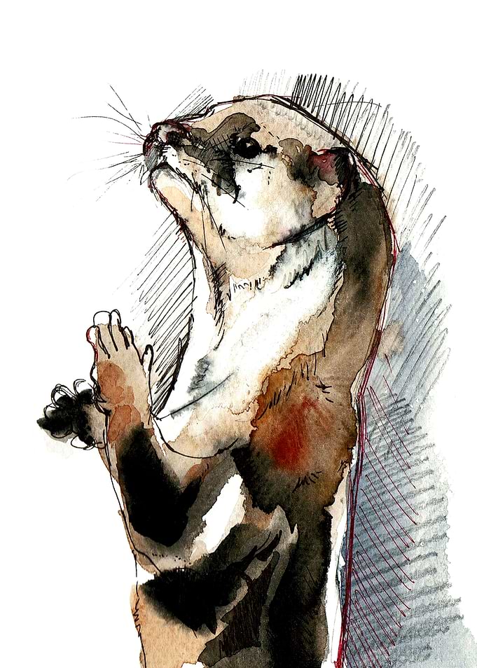 Amblonyx Otter