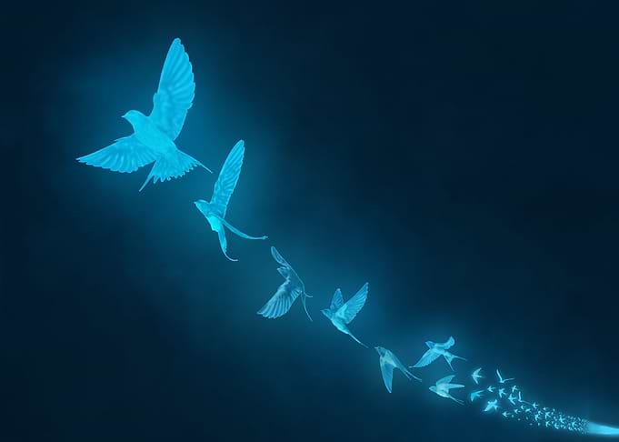 swallow
