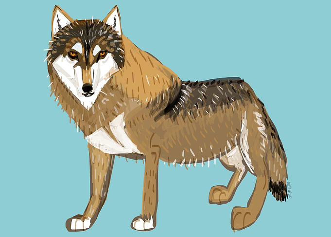 European Wolf