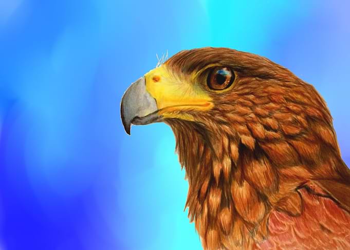 Hawk sky
