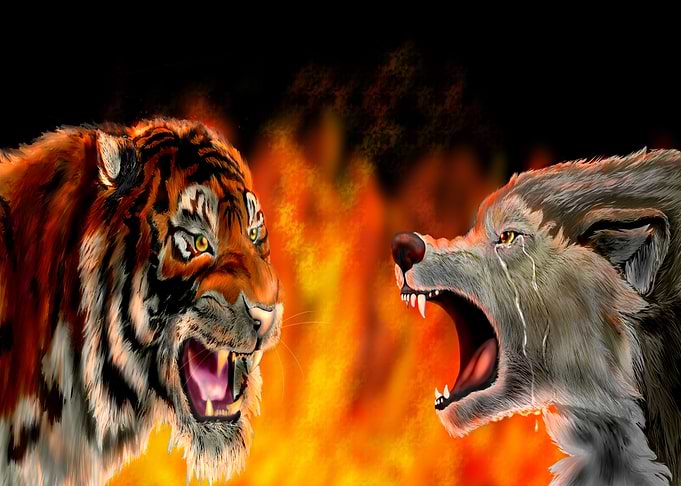 Territorial Fight