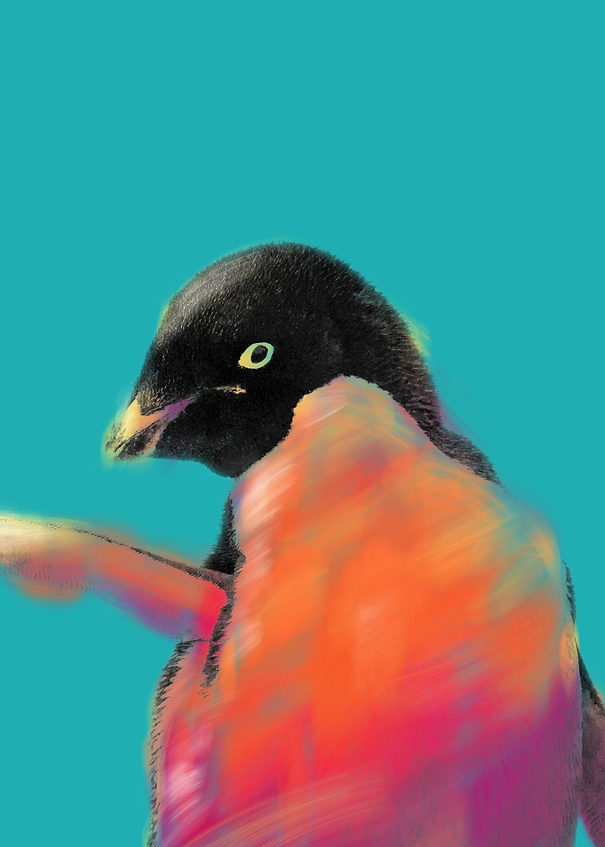 Penguin