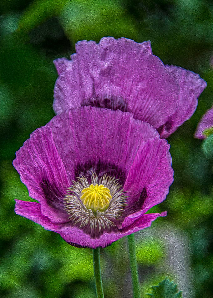 Purple Poppy