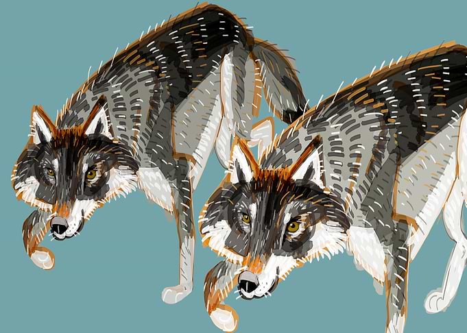 Dark European Wolves