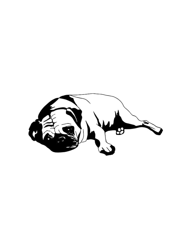 Pug