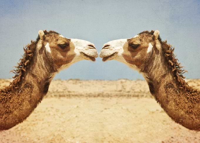 Love and Affection