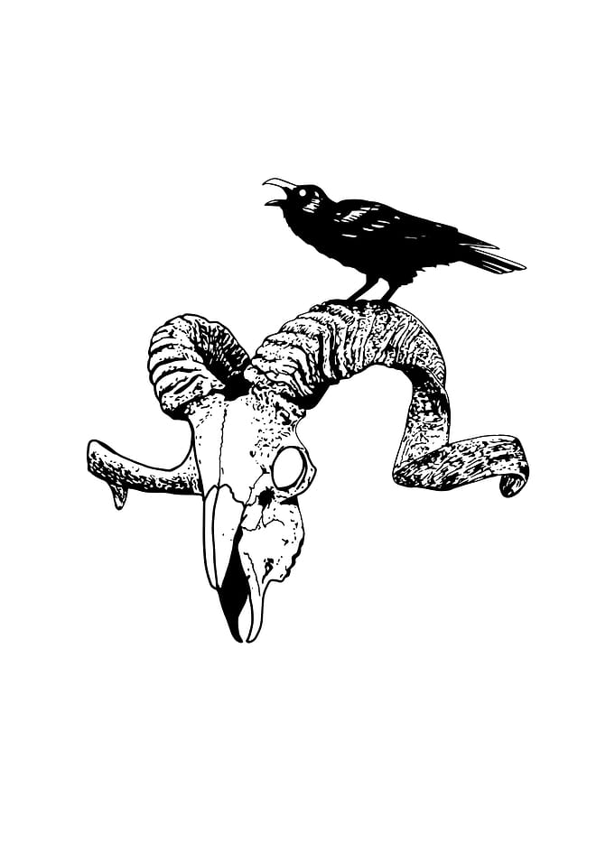 Goat skull
