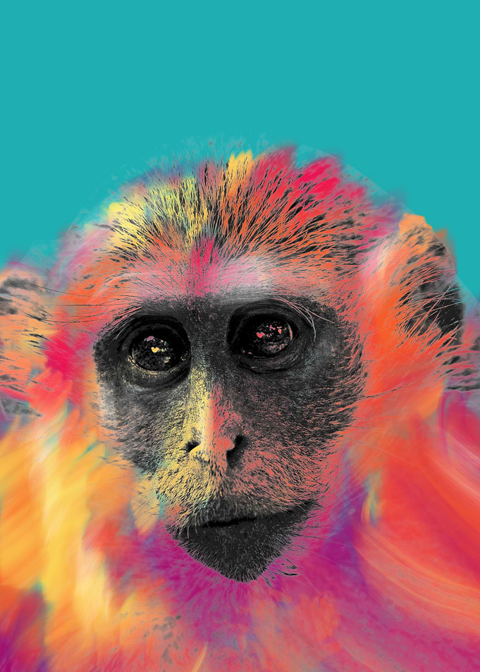 Monkey