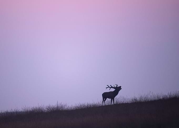 Alone on Hillside