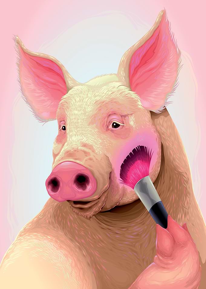 Pig beayty