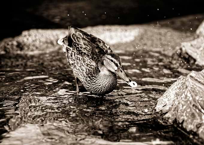 Duck