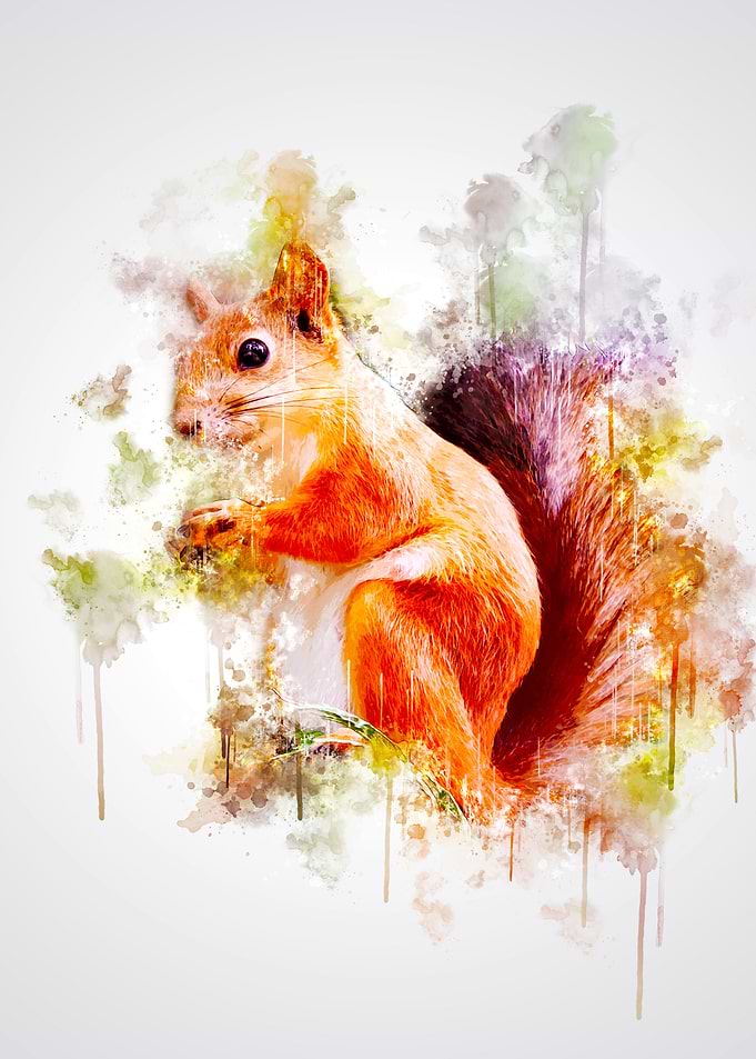Squirrel
