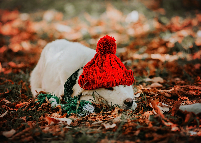 dear autumn just be gentle