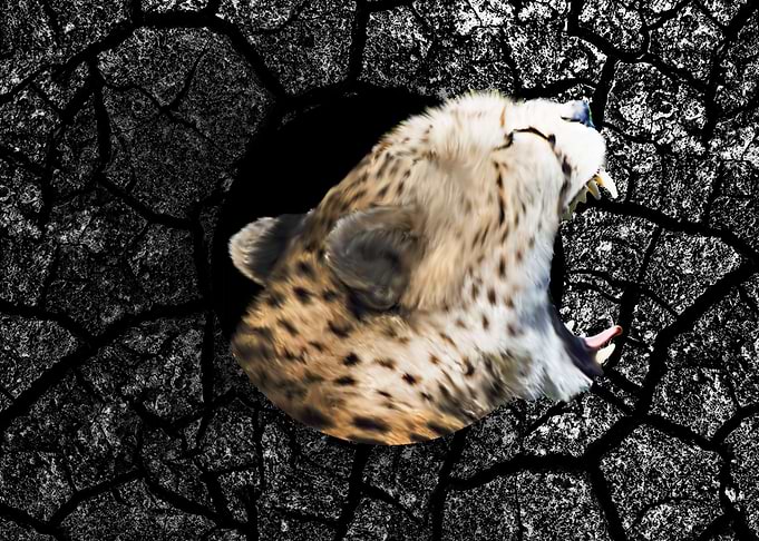 Roaring leopard