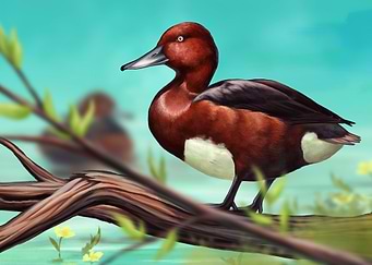 Ferruginous Duck