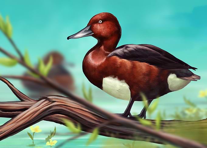 Ferruginous Duck