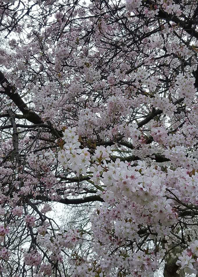 Cherry Blossom