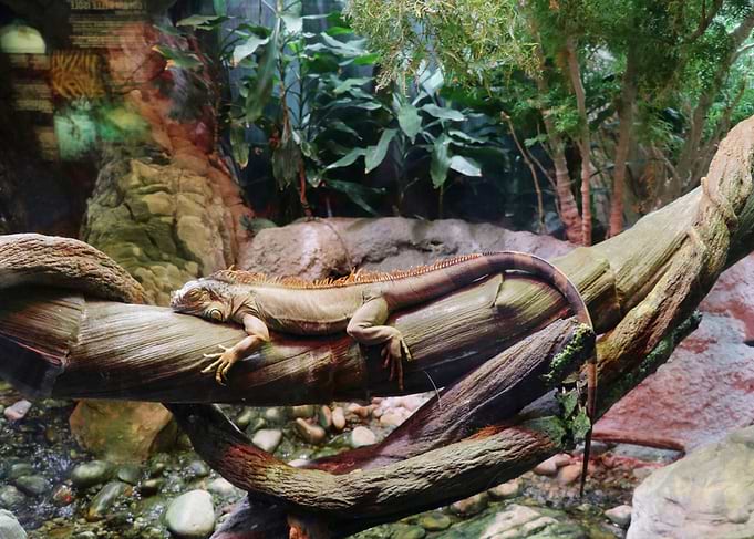 Take a nap
