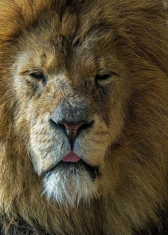 Lion Portrait