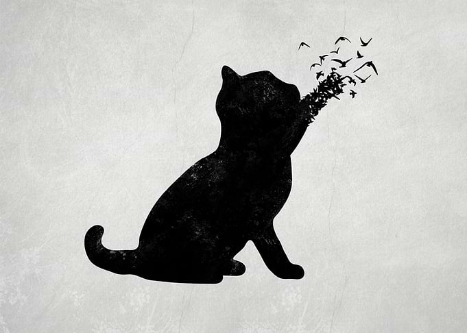 Shadow