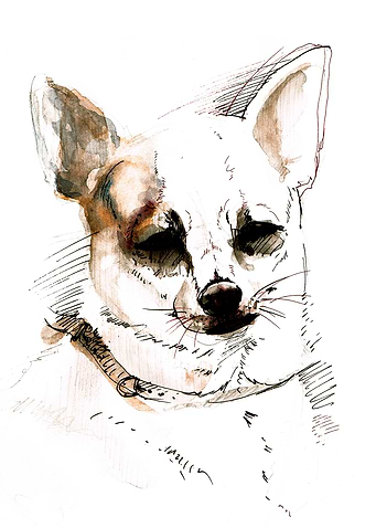 Chihuahua
