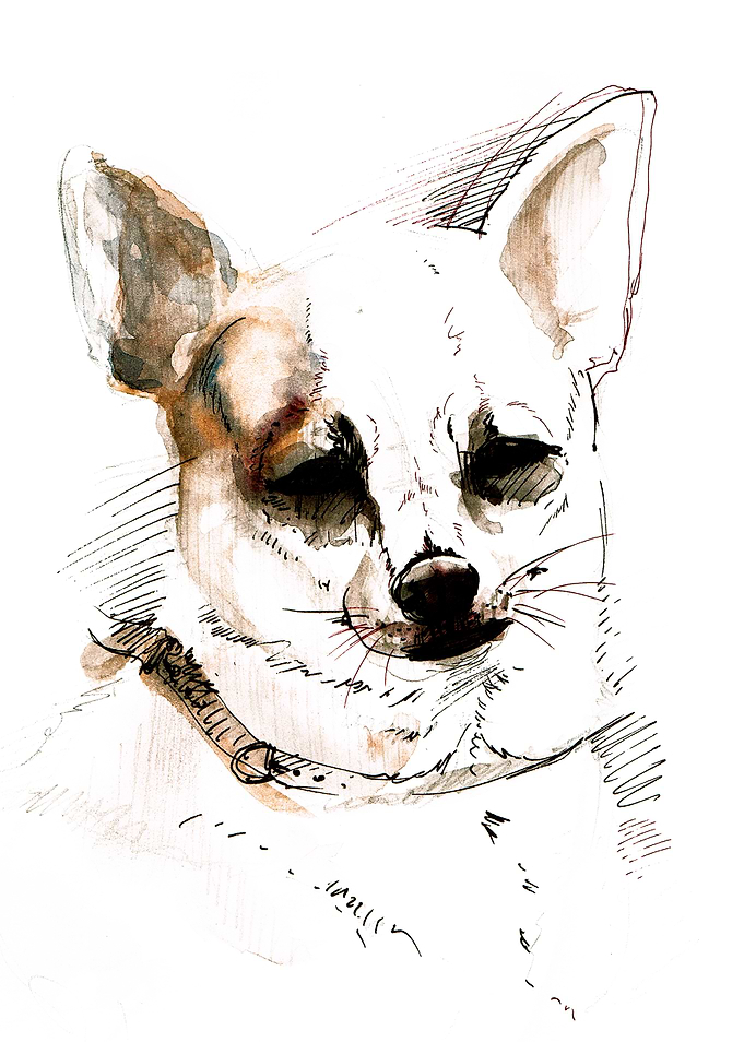 Chihuahua