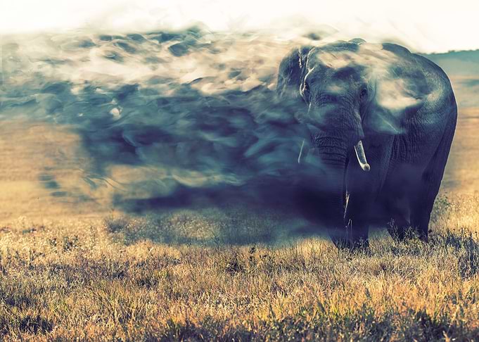 vanishing elephant