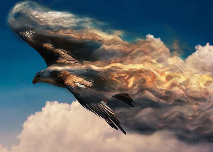 vanishing eagle
