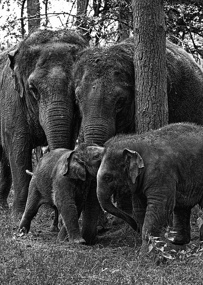 Elephant Family