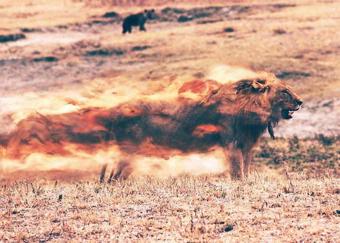 burning lion