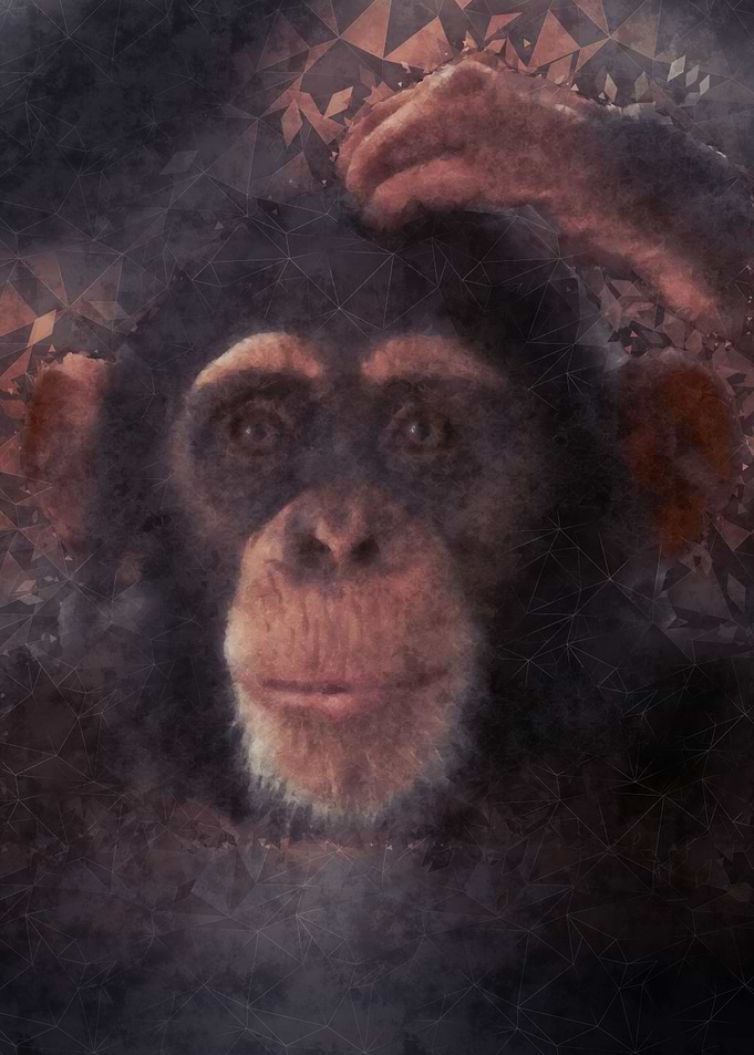 Monkey Chimp