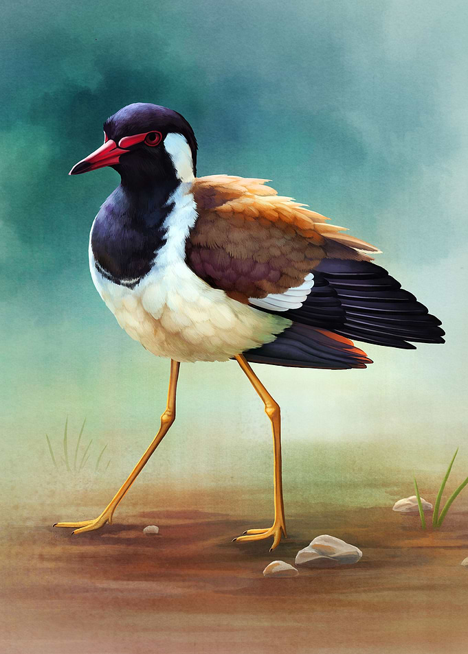 Red wattled Lapwing