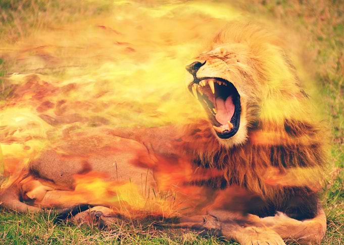 burning lion