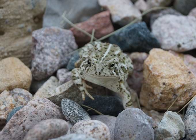 Mr Frog