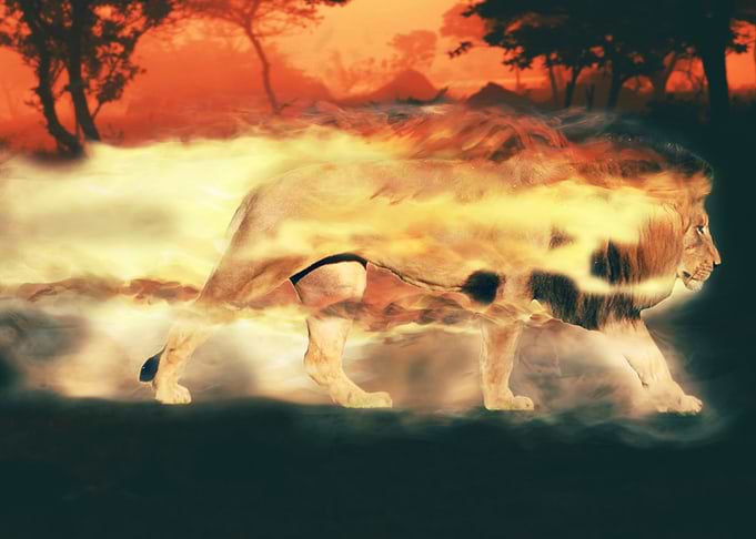vanishing lion