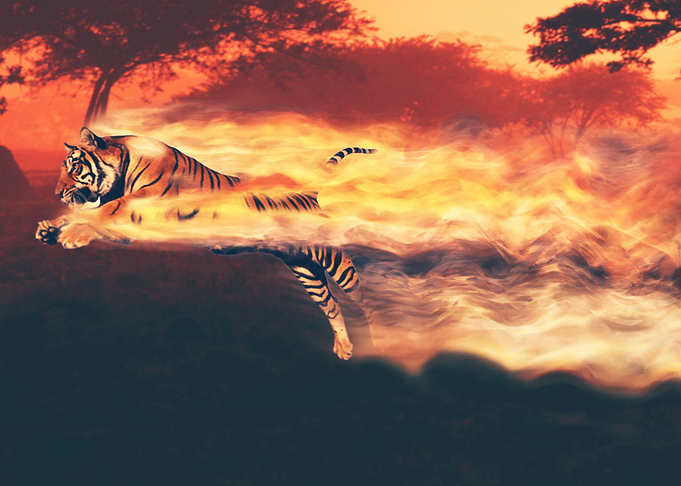 vanishing tiger