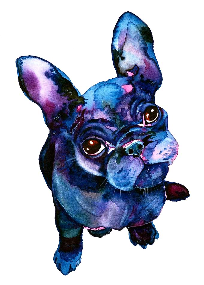 Batdog