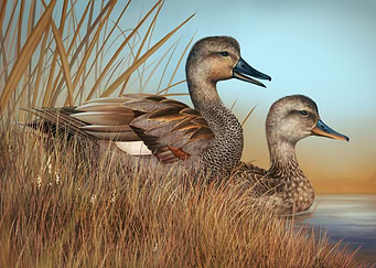 Gadwall