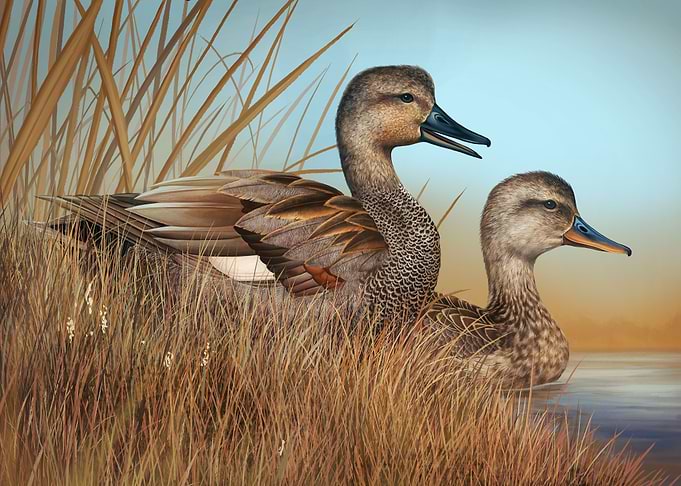 Gadwall