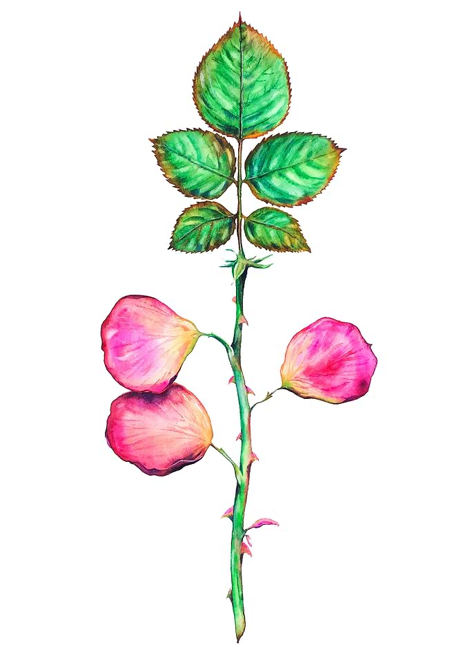 What If Roses