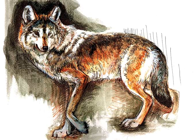 Totem Mexican Wolf